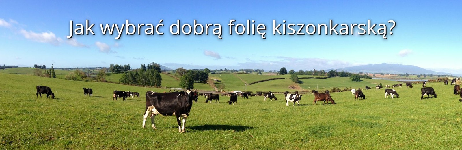 Jak wybrać dobrą folię kiszonkarską?